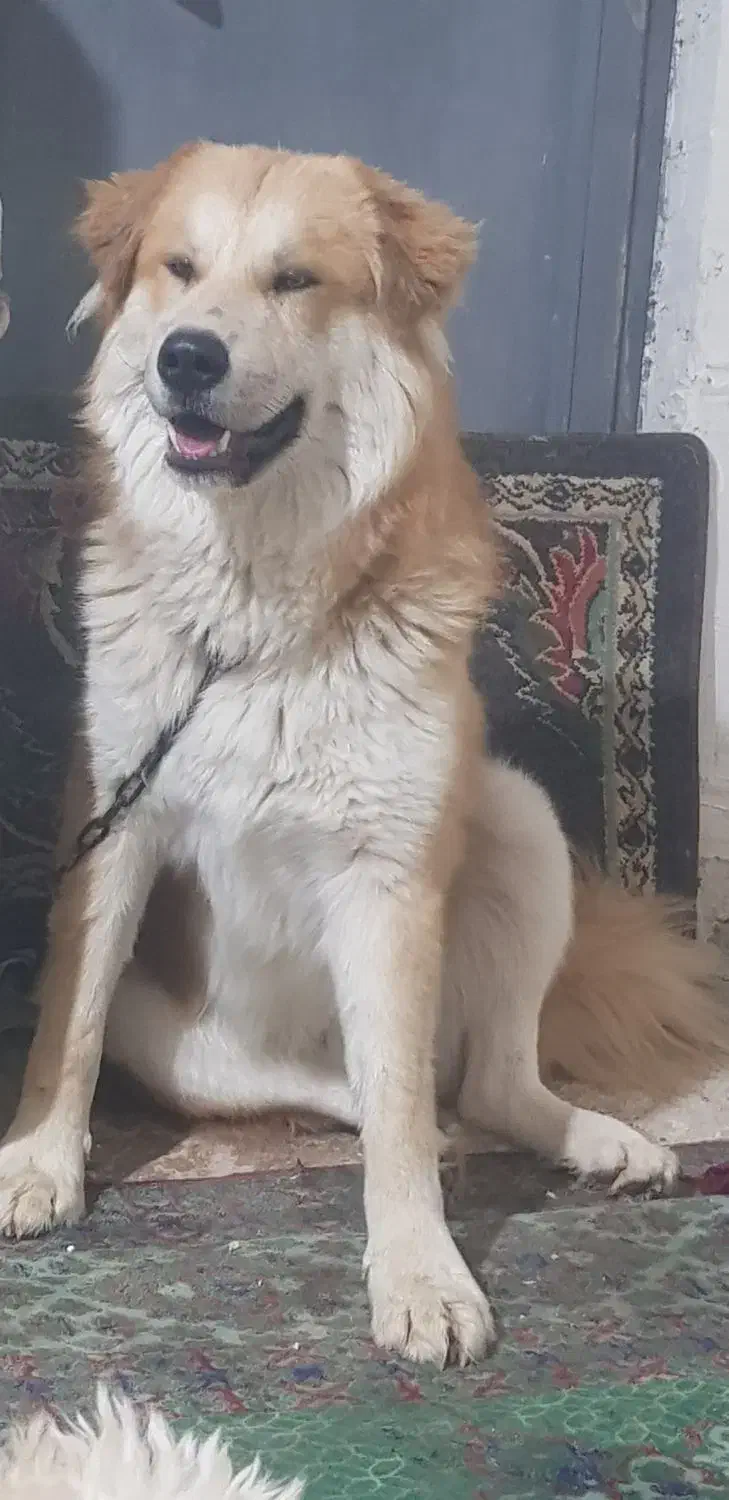 واگزاری سگ|سگ|شیراز, دست خضر|دیوار