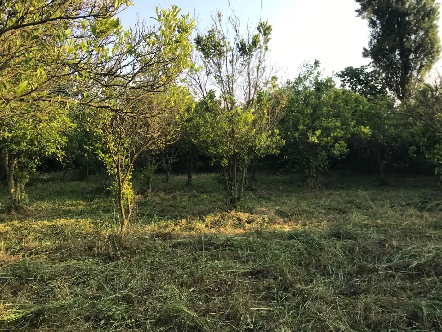 فروش ۹۰۰ متر زمین بافت باغات زیر قیمت|فروش زمین و ملک کلنگی|تنکابن, |دیوار