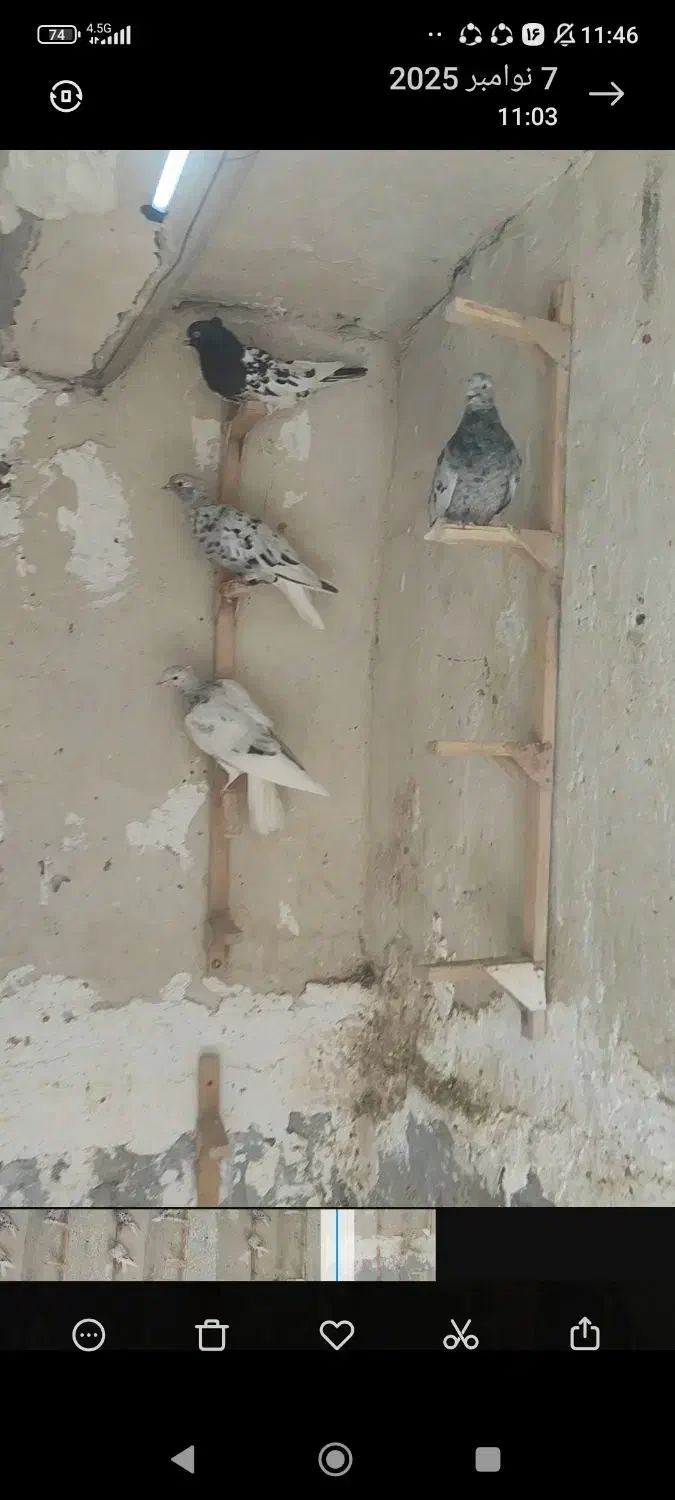 فروش چهار عدد دم سفید نر|پرنده|صحرای باغ, |دیوار