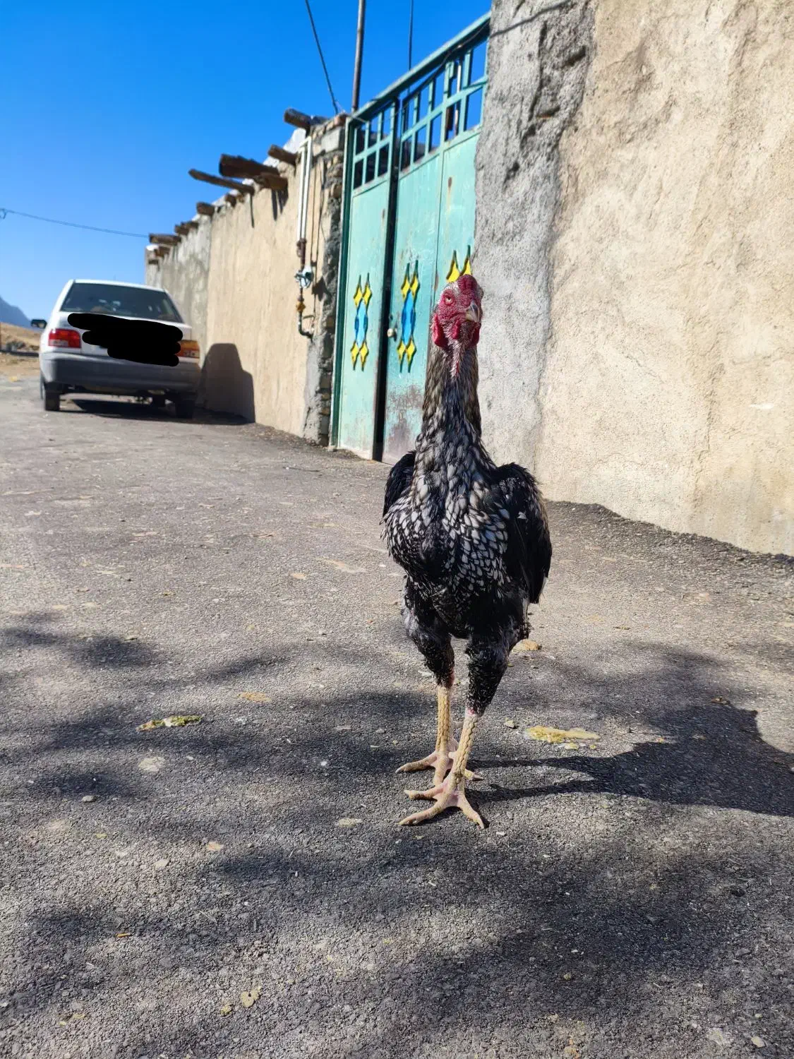 خروس لاری|حیوانات مزرعه|سنقر, |دیوار