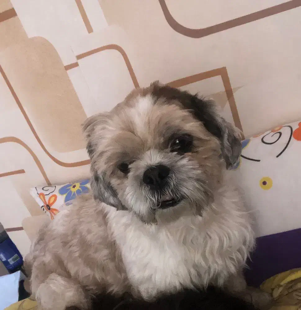 سگ gom shodeh|سگ|شیراز, چوگیاه‎|دیوار