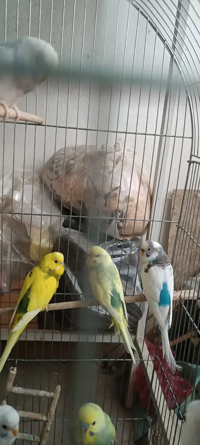 فروش تعدادی فنچ و مرغ عشق|پرنده|فردیس, فرامرزیه|دیوار