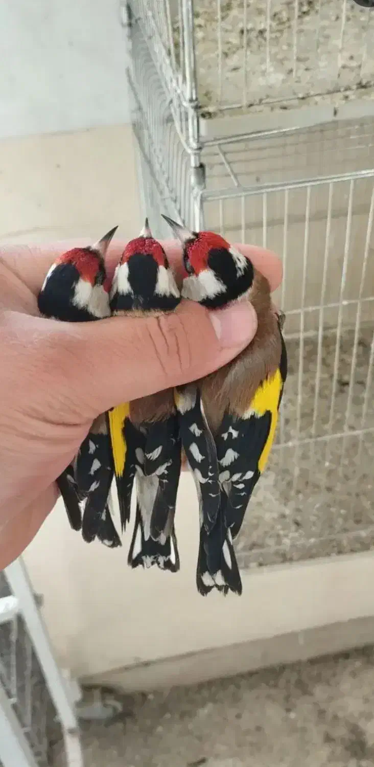 پرنده سهر.ه|پرنده|اصفهان, شاهزاده ابراهیم|دیوار