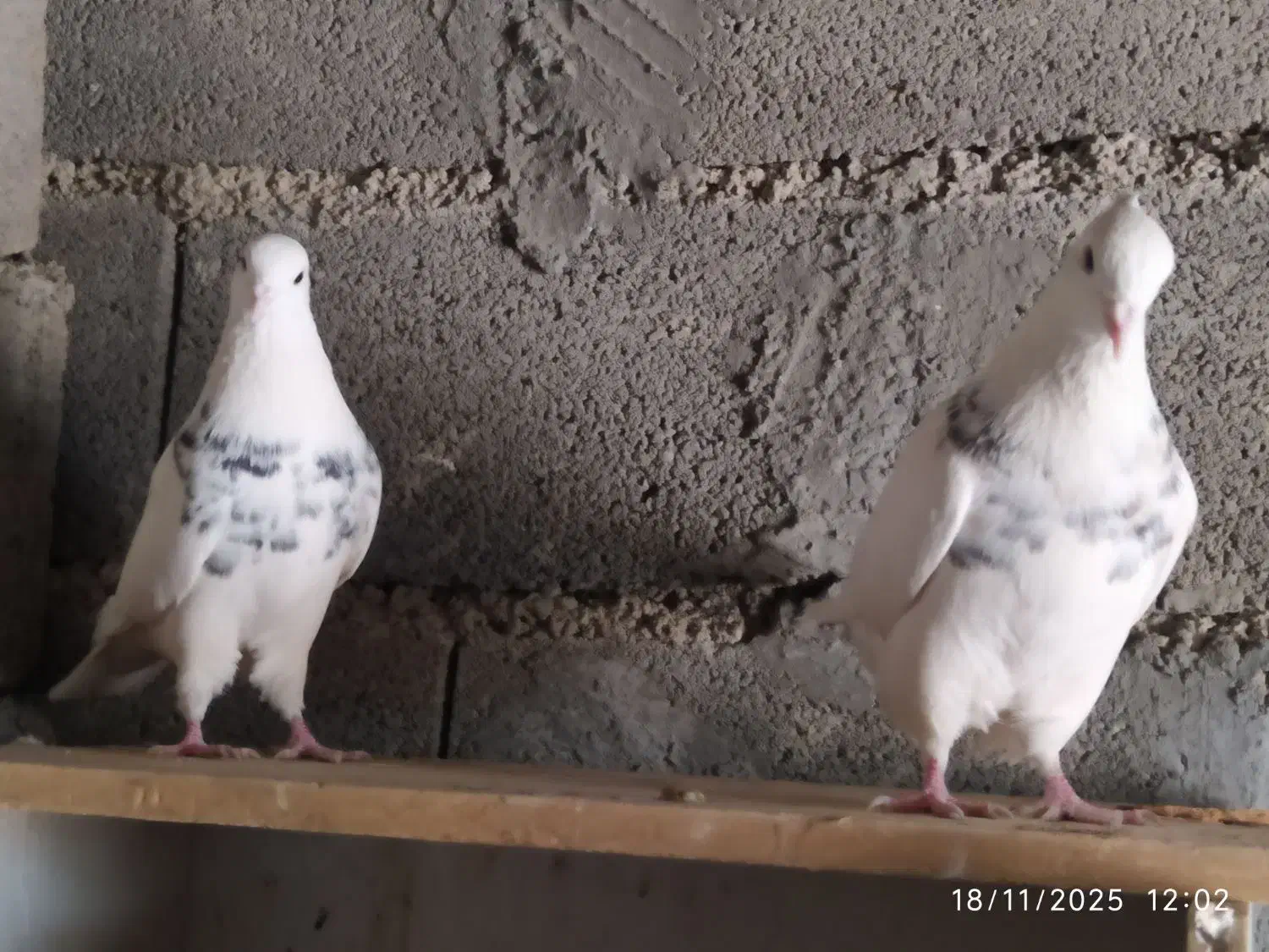 سه عدد طوقی خوب|پرنده|یاسوج, |دیوار