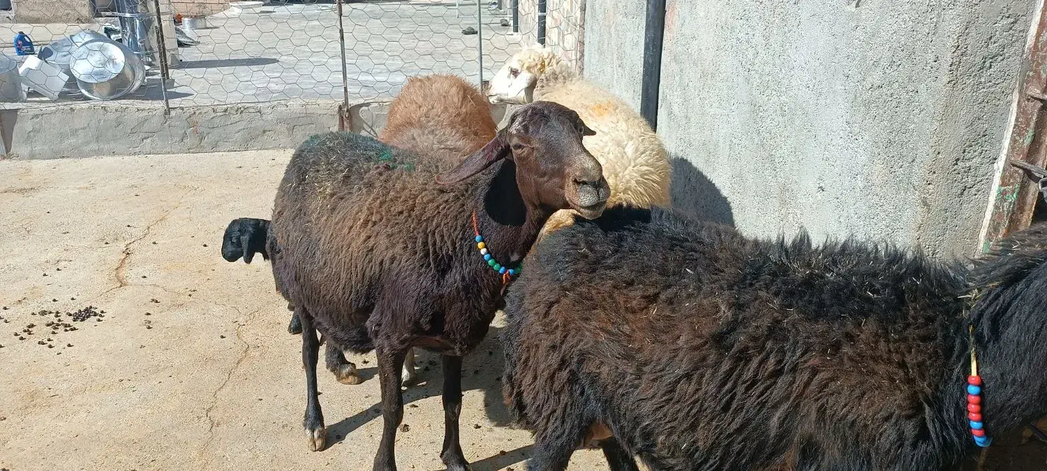 میش و بره|حیوانات مزرعه|کوهدشت, |دیوار