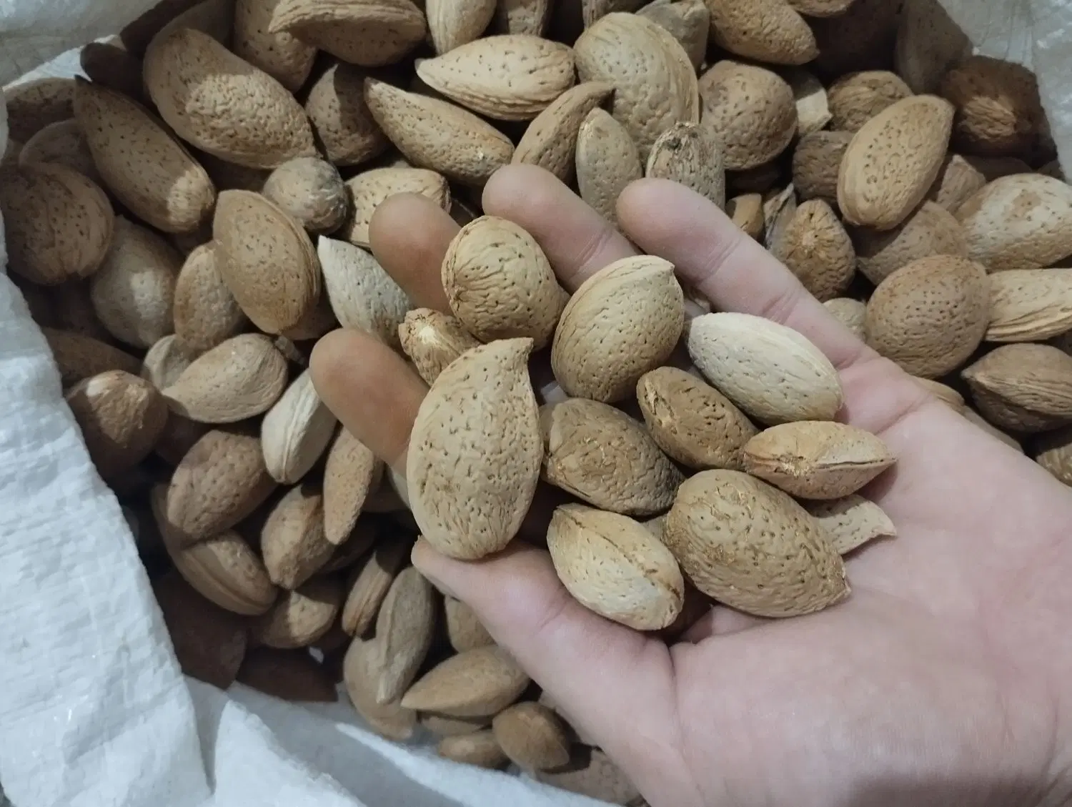 بادام تازه و شیرین|خوردنی و آشامیدنی|تهران, پونک|دیوار