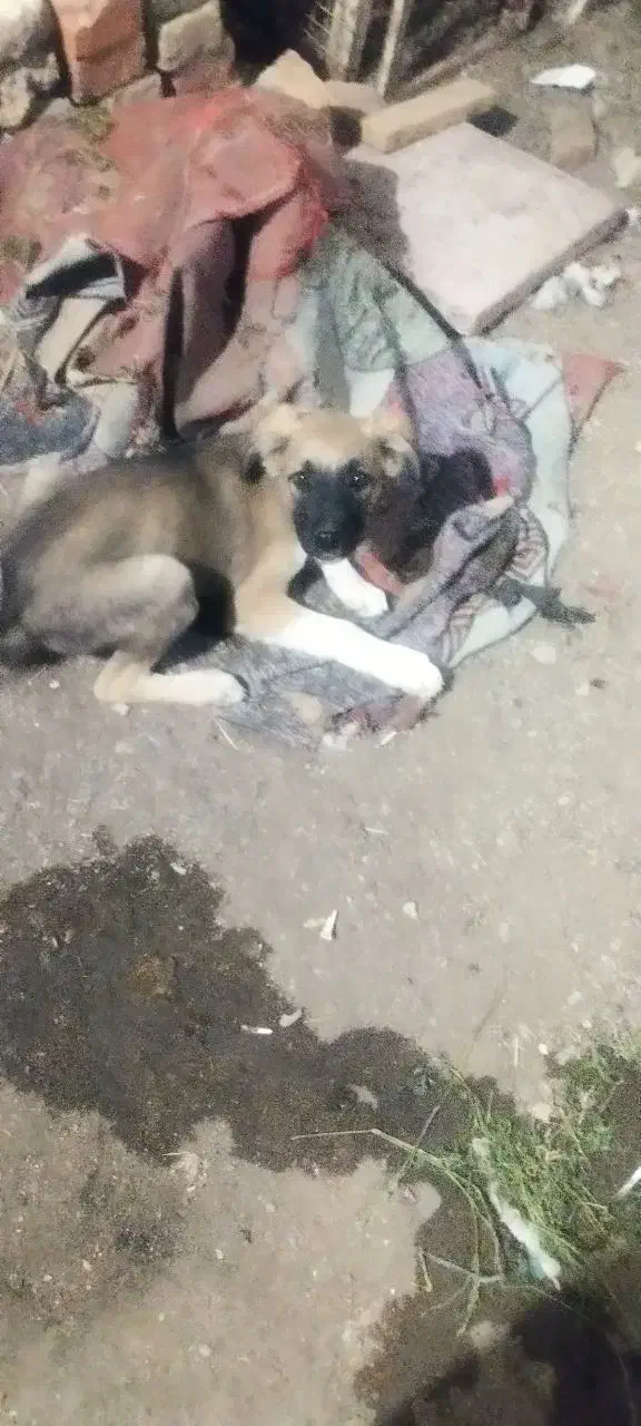 توله سگ|سگ|زاهدان, |دیوار