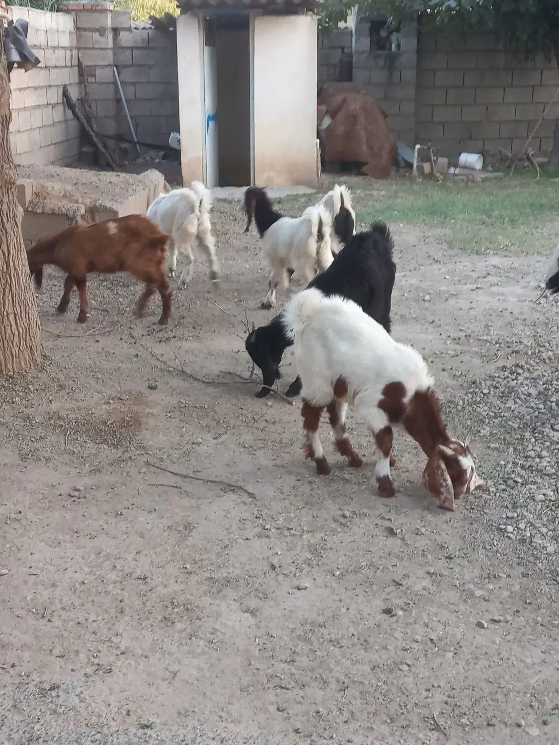 بزغاله جنس|حیوانات مزرعه|گنبد کاووس, |دیوار