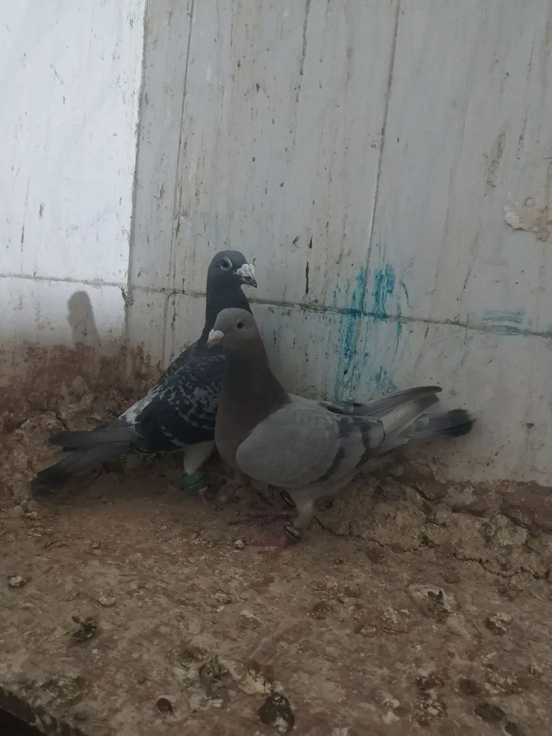 یک جفت آلمانی گردن کلفت خیله قلدر|پرنده|تربت جام, جامرود|دیوار