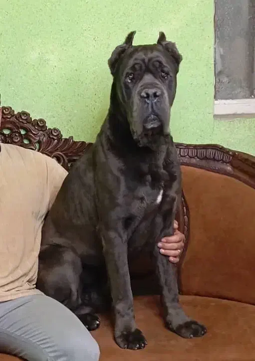 مجموعه guard dogs club توله های در عکس موجود هستن|سگ|ماهدشت, |دیوار