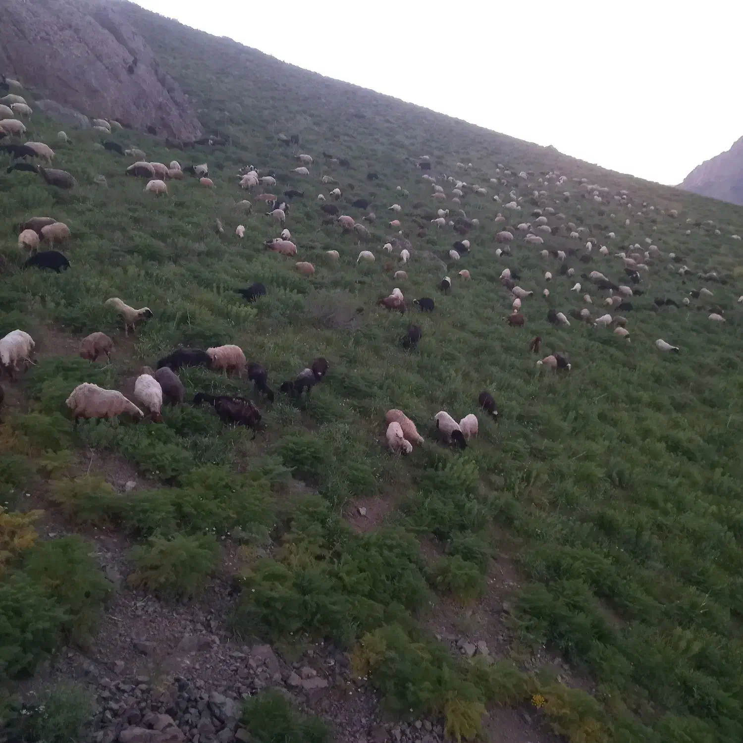 ۳۰۰۰|حیوانات مزرعه|مریوان, |دیوار