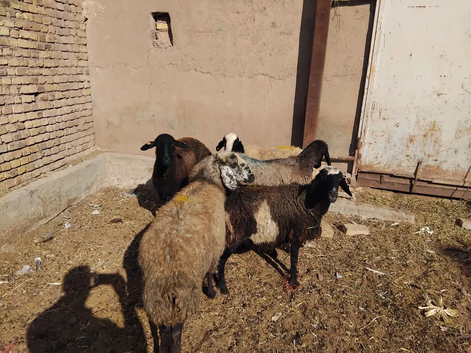 گوسفند ابستن|حیوانات مزرعه|دشتابی, |دیوار