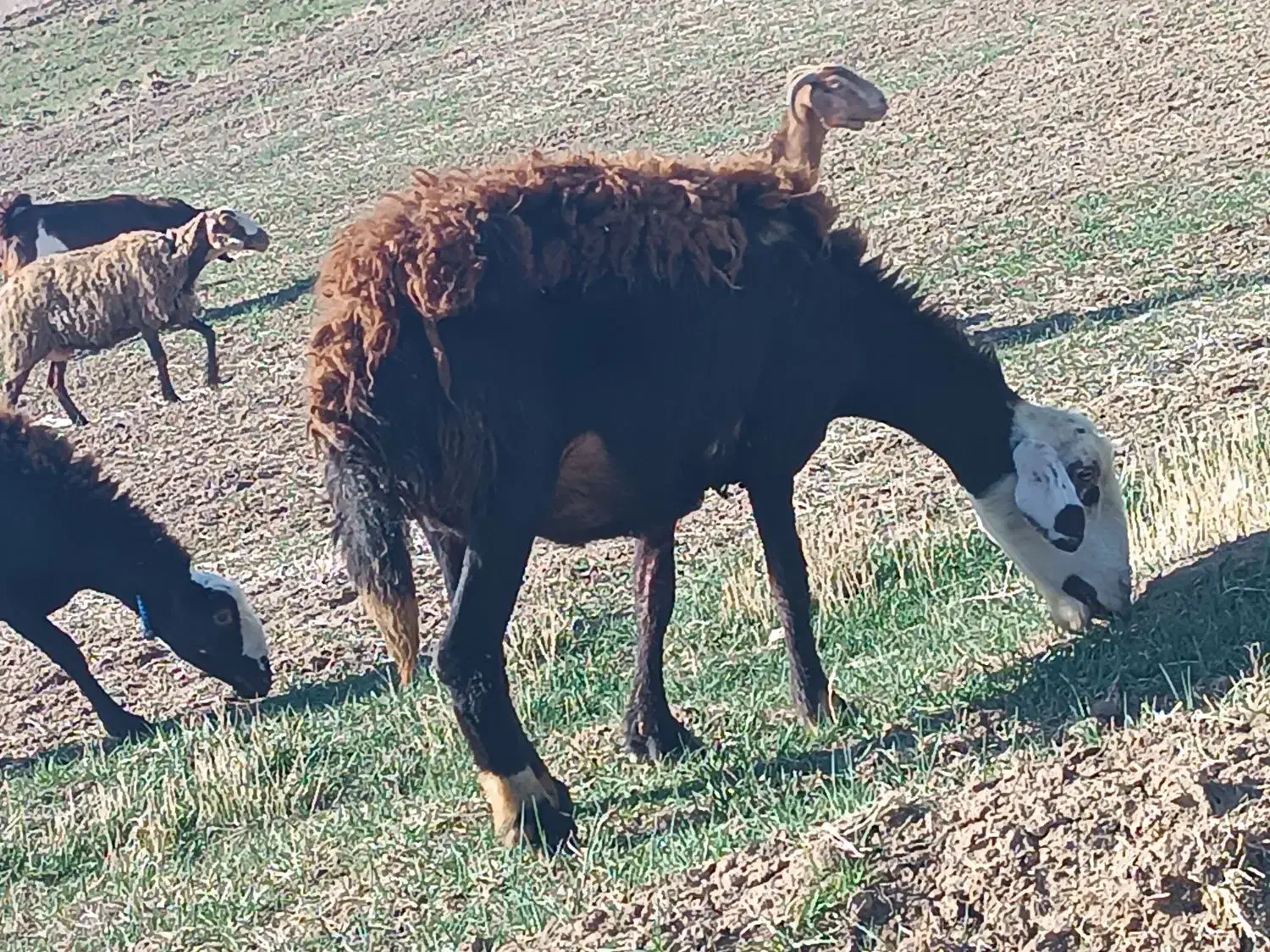 گوسفند|حیوانات مزرعه|بیرانوند, |دیوار