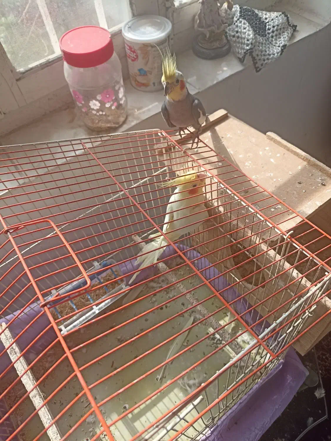 عروس هلندی|پرنده|رامسر, |دیوار