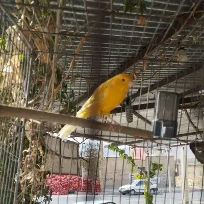 قناری نر و ماده اماده 2جفت|پرنده|رونیز, |دیوار