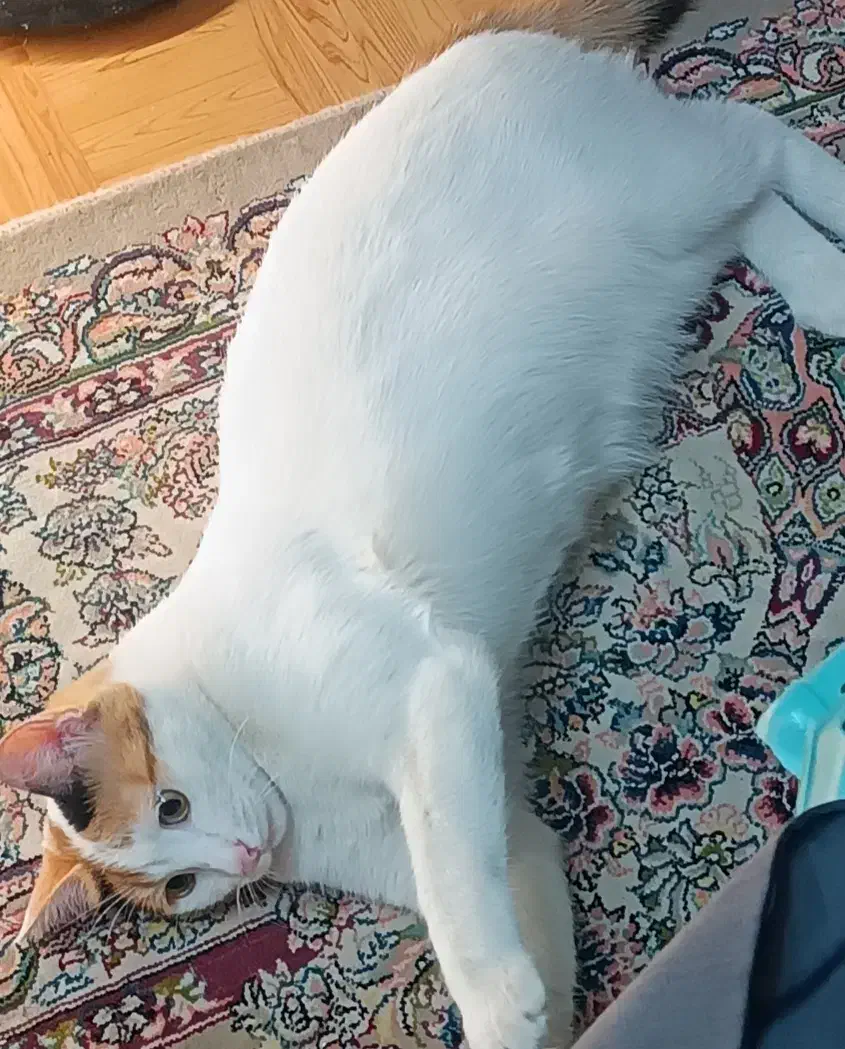 گربه خانگی|گربه|رفسنجان, |دیوار