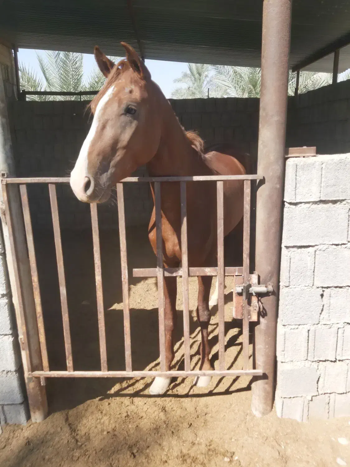 اسب|اسب و تجهیزات اسبسواری|بوشهر, |دیوار