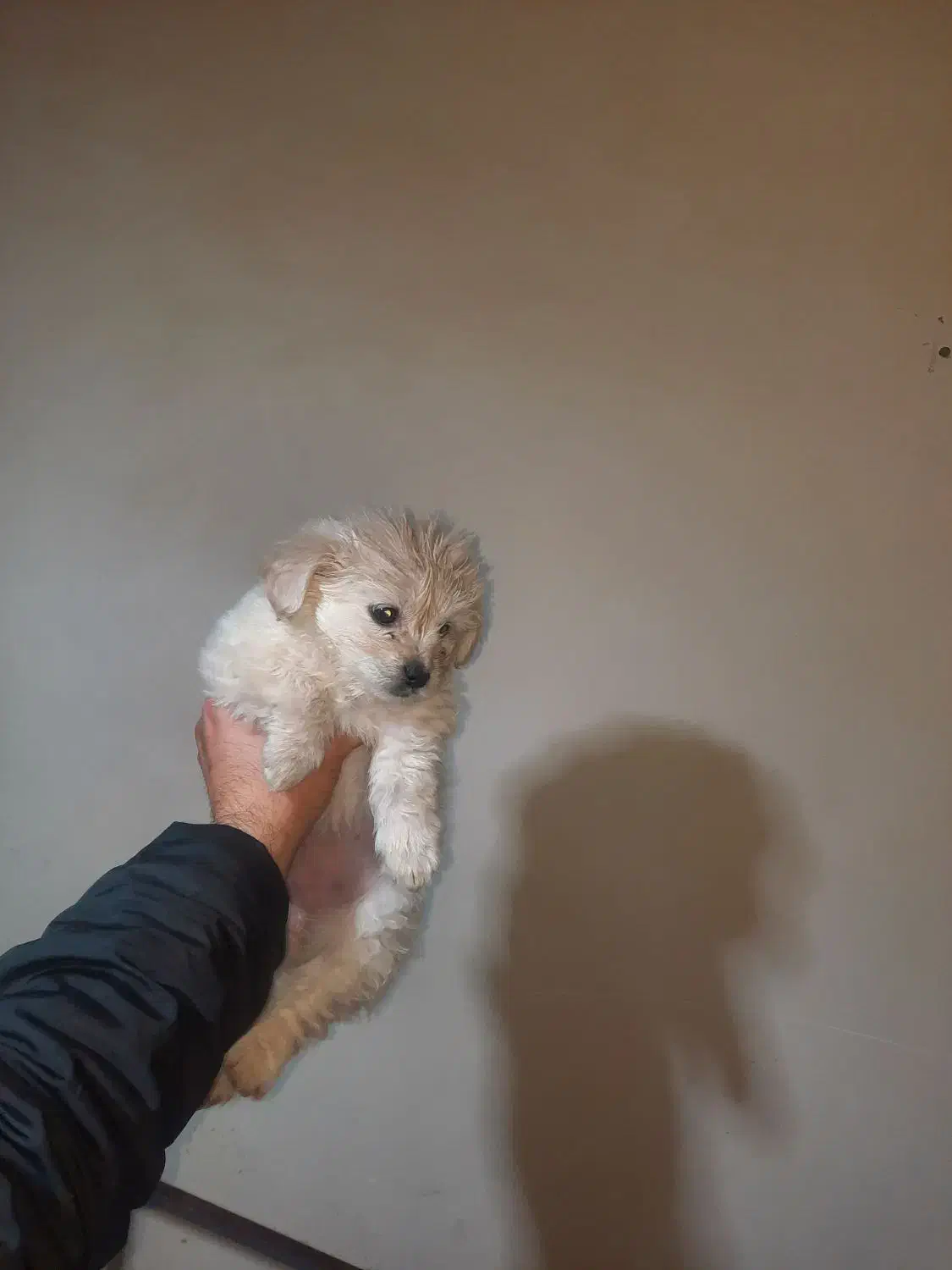 سگ شیتزو دو ماهه ماده|سگ|نوشهر, |دیوار