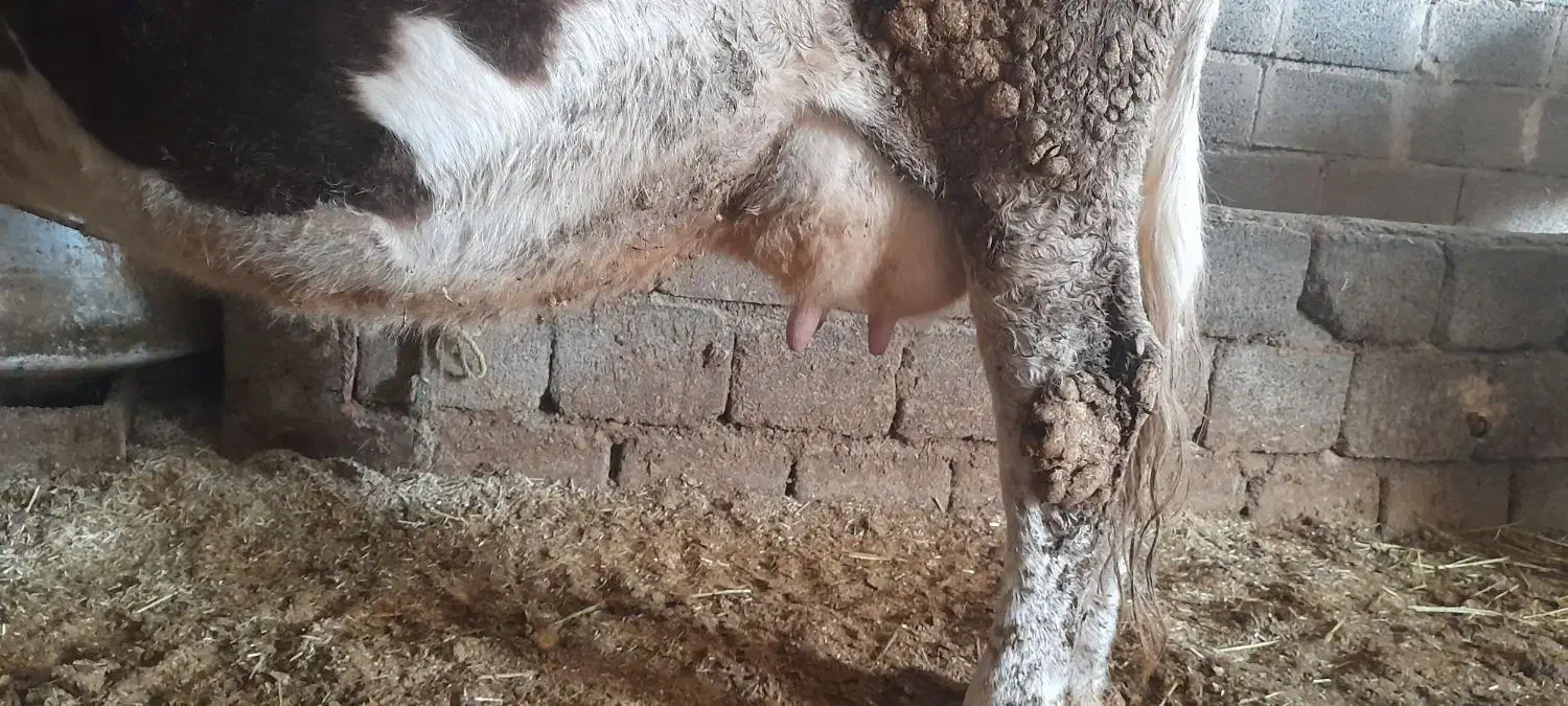 گاوسیمنتال|حیوانات مزرعه|داران, |دیوار