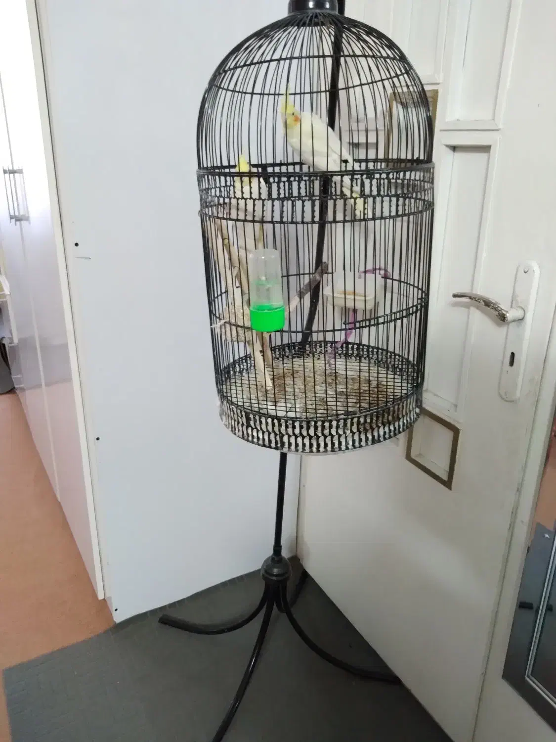 عروس هلندی|پرنده|مشهد, ابوذر|دیوار