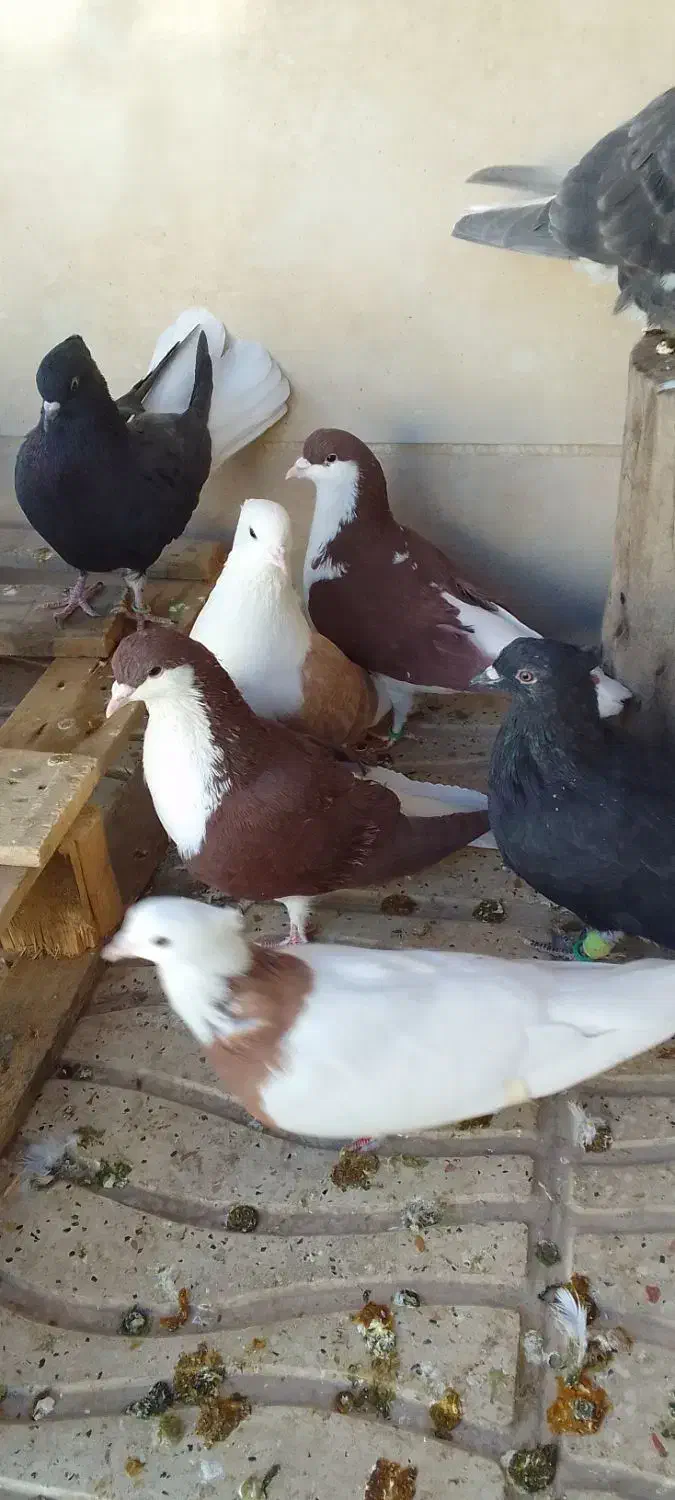 سیاهپوش|پرنده|محمدیه-قزوین, |دیوار