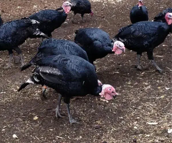 بوقلمون کاملا طبیعی و ارگانیک|حیوانات مزرعه|بیستون, |دیوار