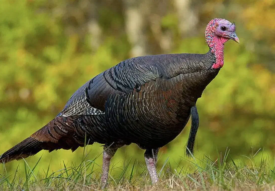 فروش بوقلمون ارگانیک|حیوانات مزرعه|مشگین شهر, |دیوار