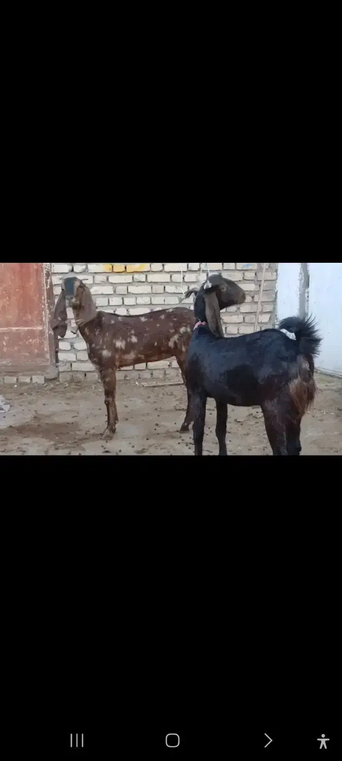 بزغاله ماده|حیوانات مزرعه|کاشمر, |دیوار