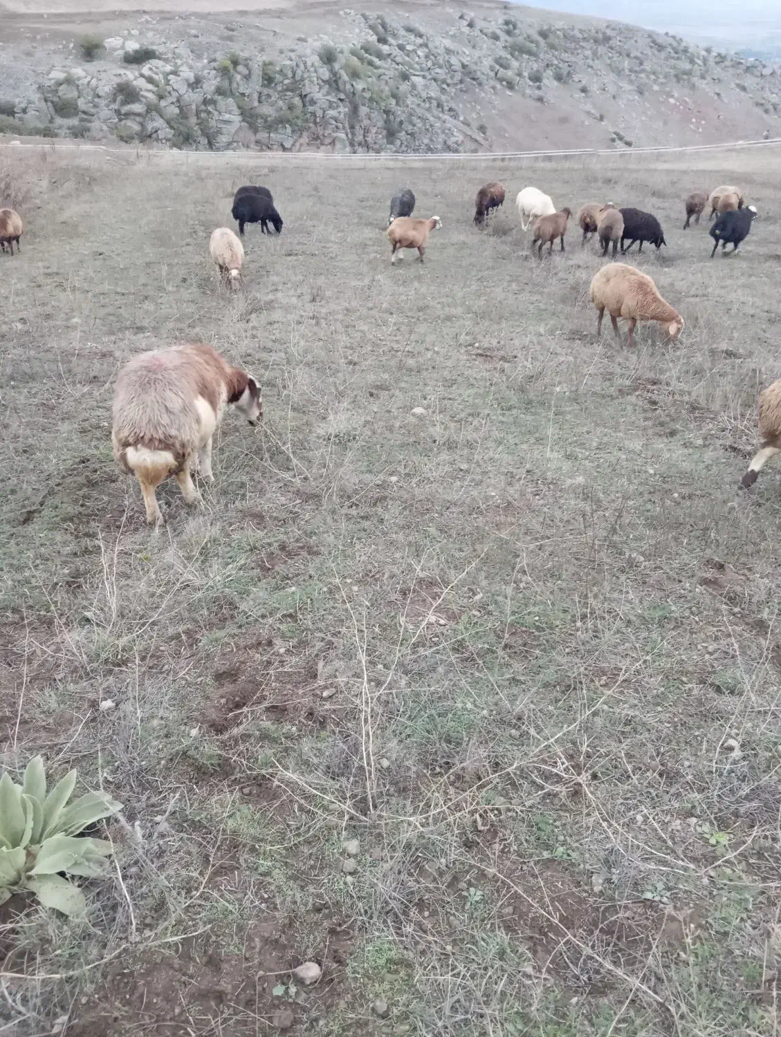 ۵۰عدد گوسفند بره دار. یلنی آبستن|حیوانات مزرعه|سرعین, |دیوار