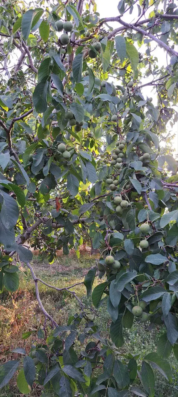 نهالستان انواع رقم گردو و بادام پربار پالیز|خدمات باغبانی و درختکاری|شهرکرد, |دیوار