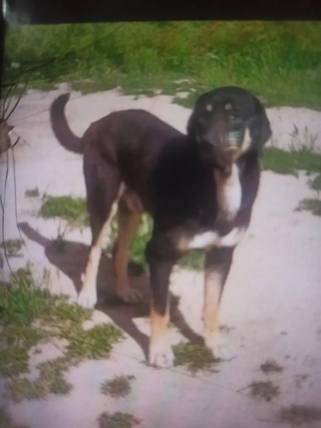 مفقودی سگ.|سگ|دهگلان, |دیوار