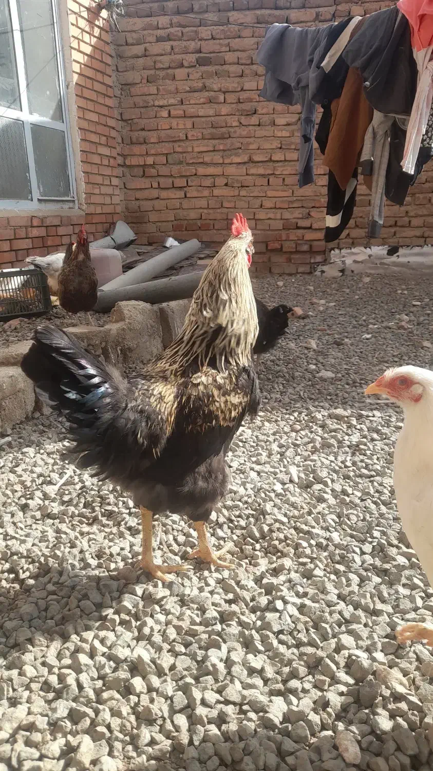 خروس|حیوانات مزرعه|نوشین شهر, |دیوار