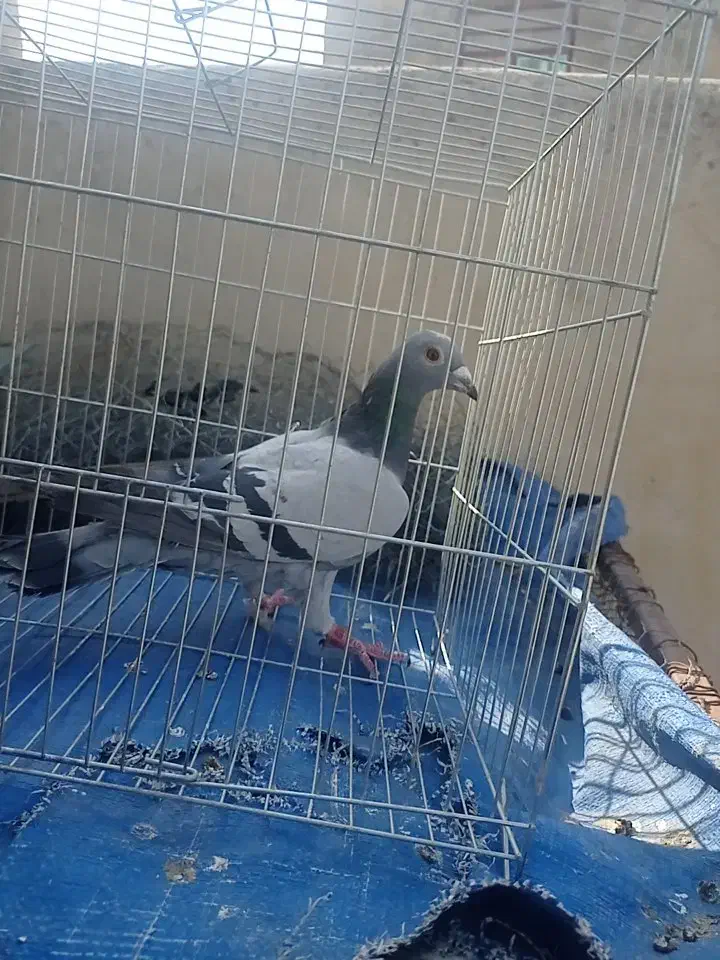 پلاکی ماده|پرنده|آبدانان, |دیوار