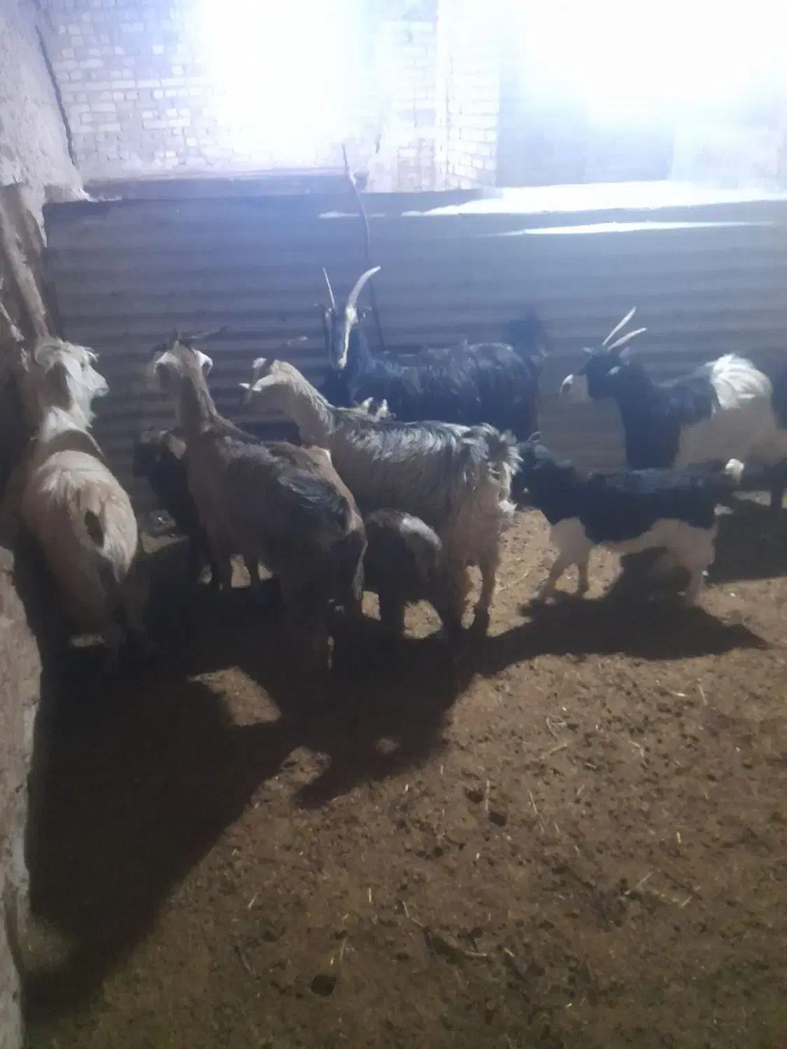 بزوبزغاله|حیوانات مزرعه|بشاریات, |دیوار