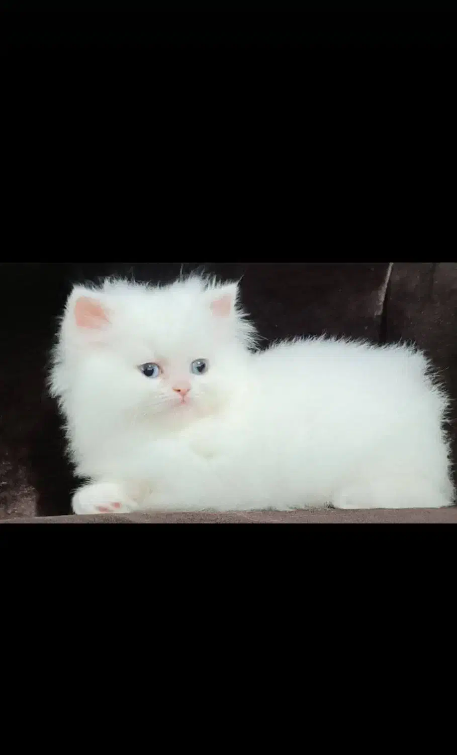 گربه پرشین بریتیش اصل|گربه|ساری, |دیوار