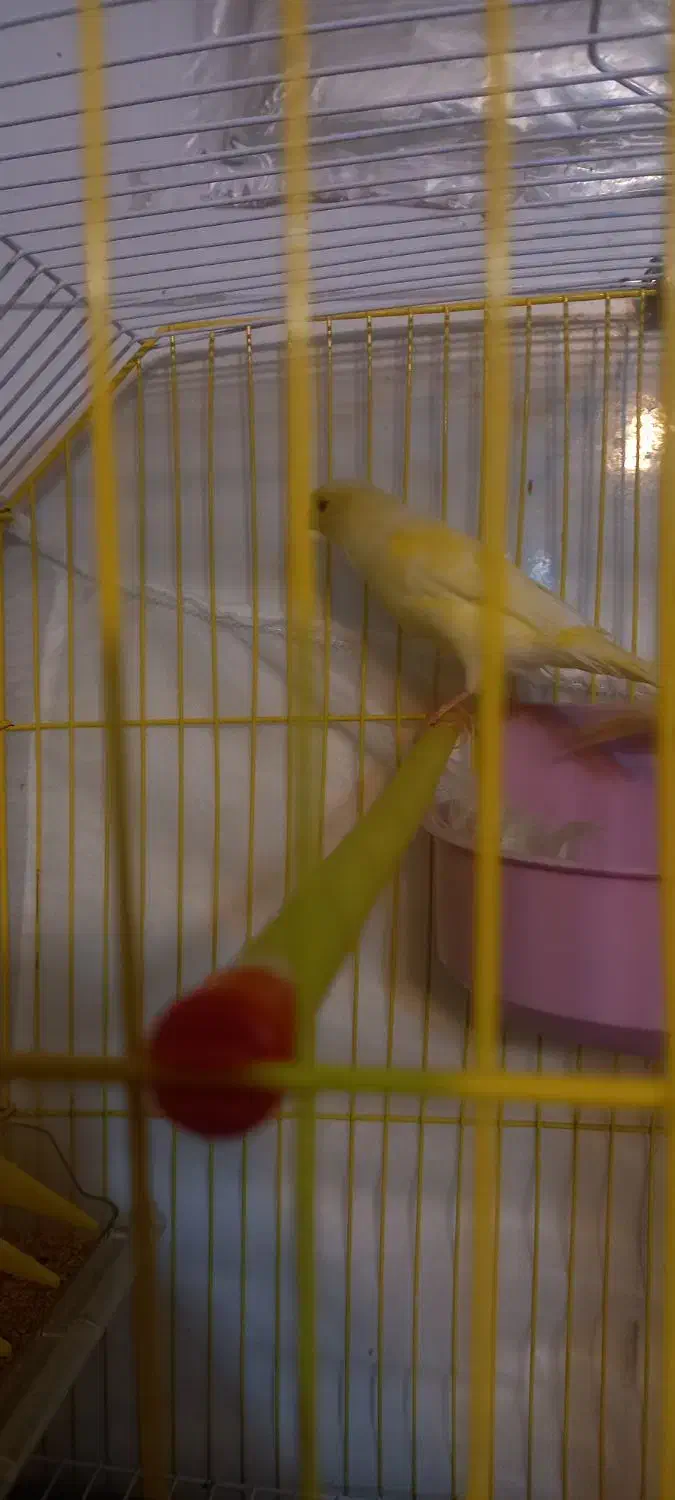 قناری ماده|پرنده|فرخ‌شهر, |دیوار