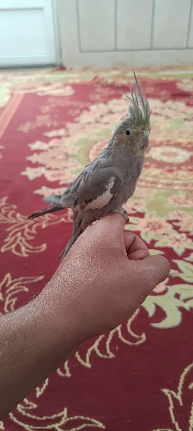 عروس هلندی نر|پرنده|نی‌ریز, |دیوار