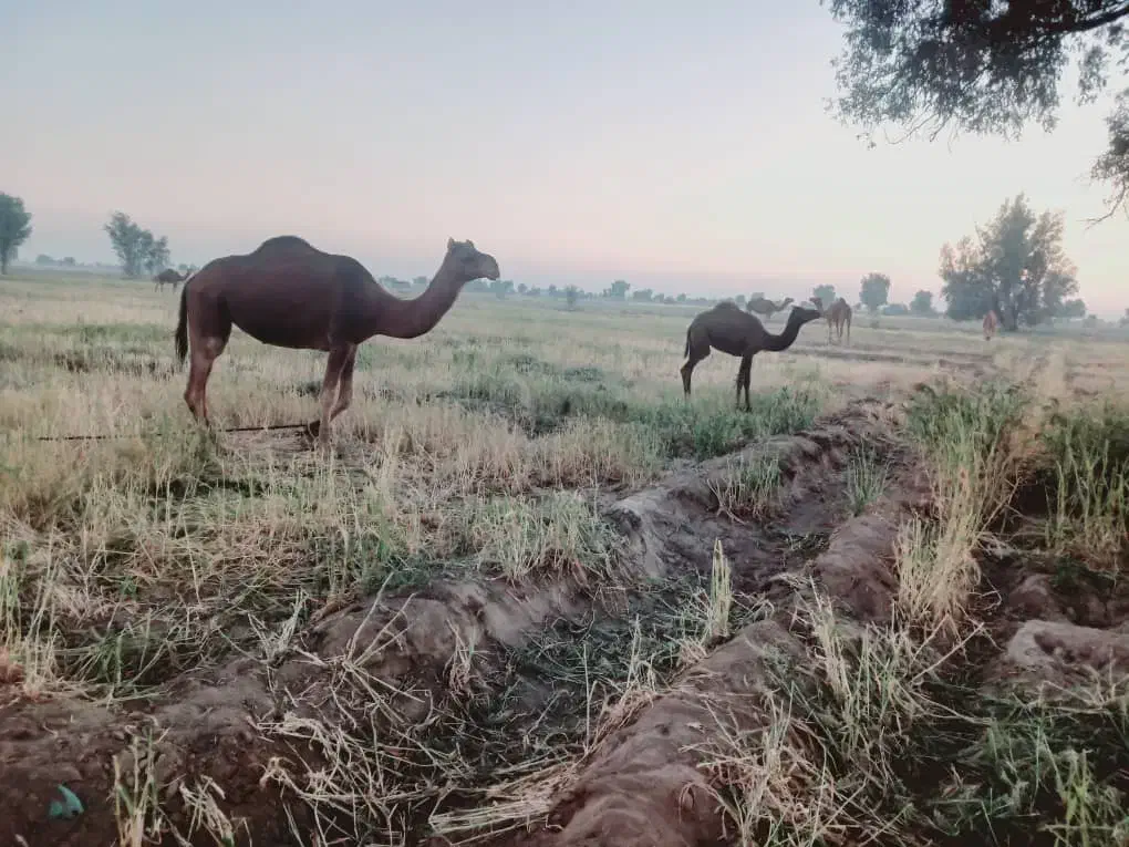 دو نفر شتر یکشون یکشون هاشی|حیوانات مزرعه|رودبار (کرمان), |دیوار