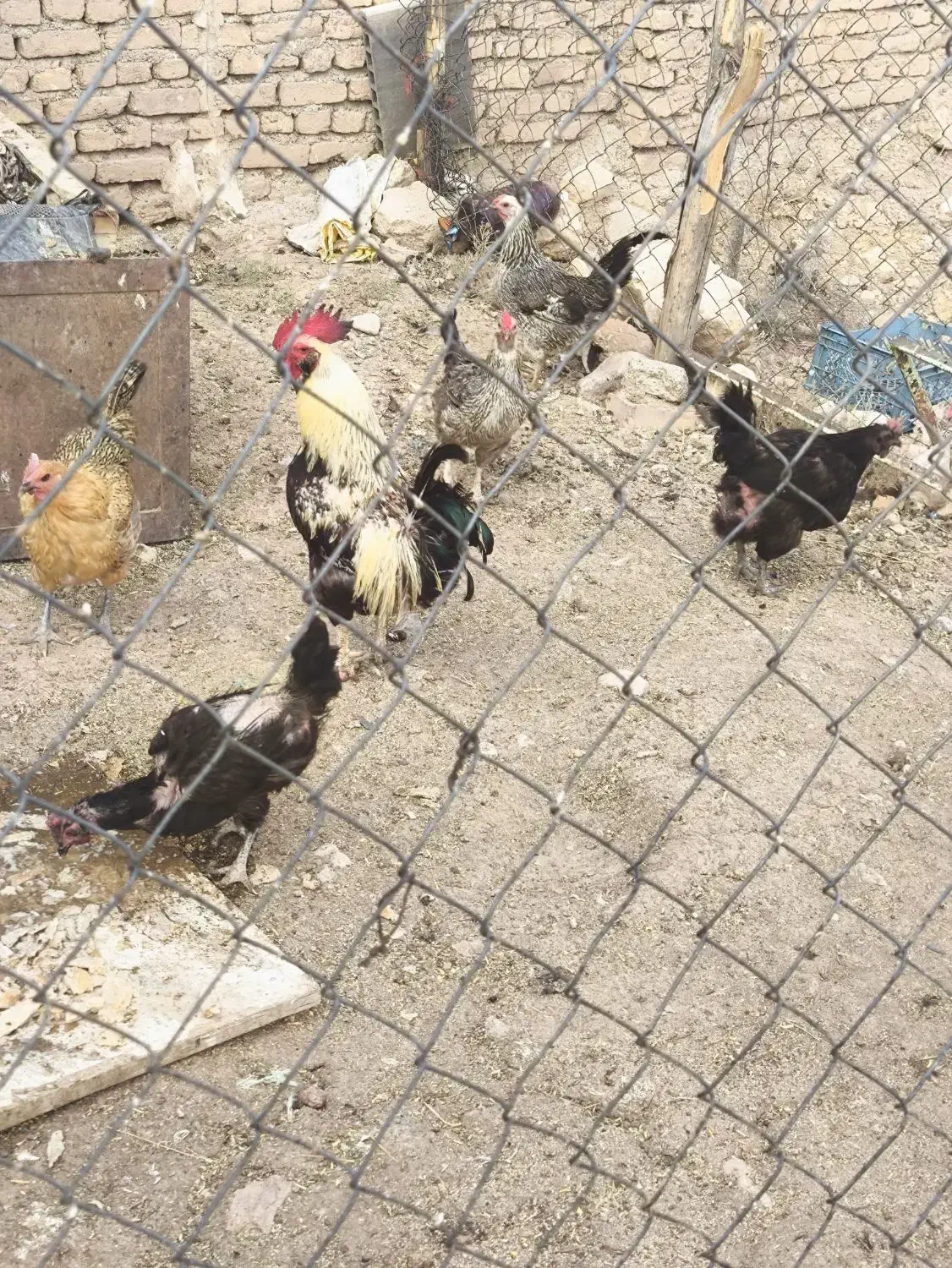 مرغ و خروس بومی|پرنده|کیار, |دیوار