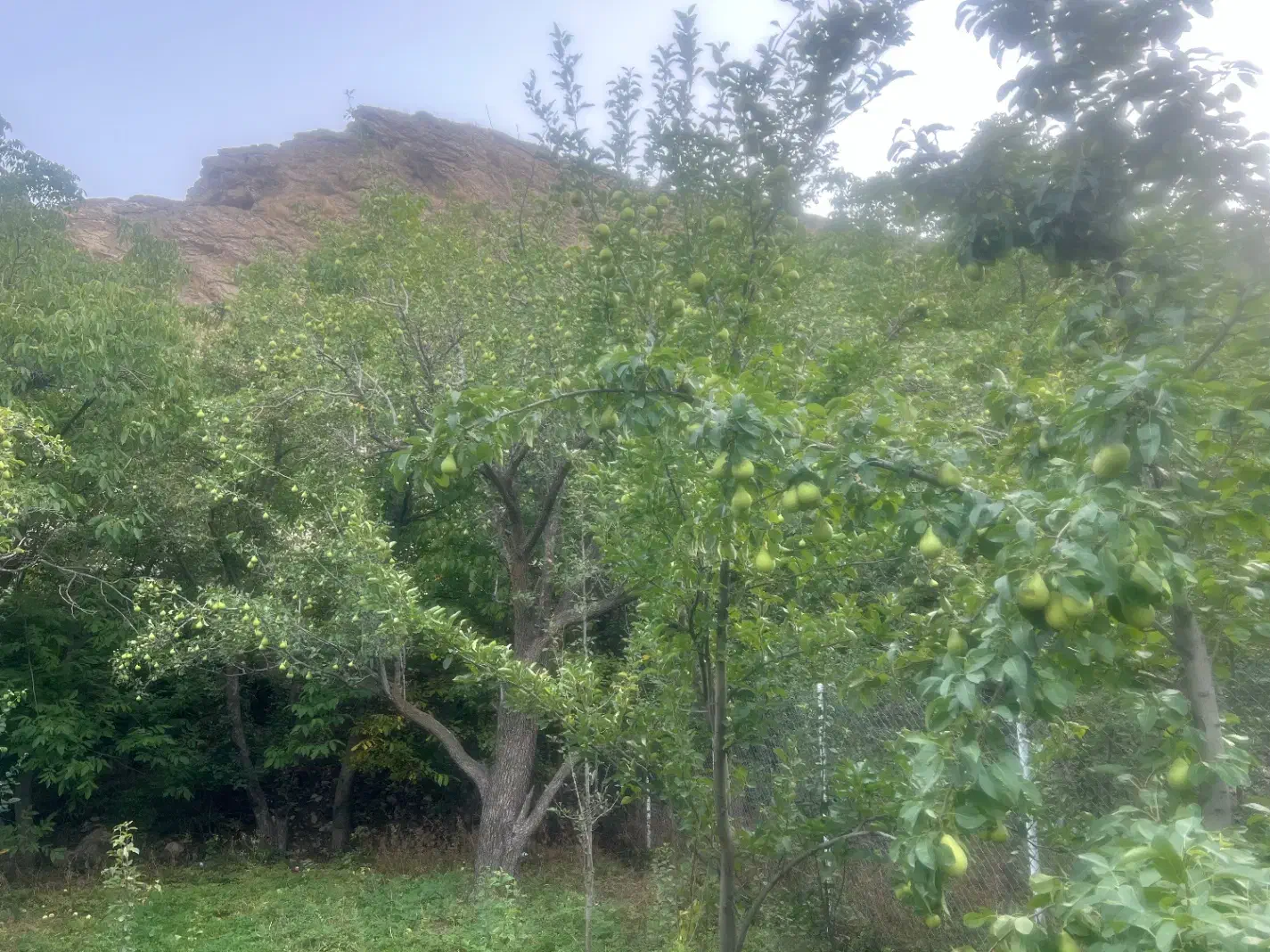 باغچه جاده چالوس|فروش زمین و ملک کلنگی|آسارا, |دیوار