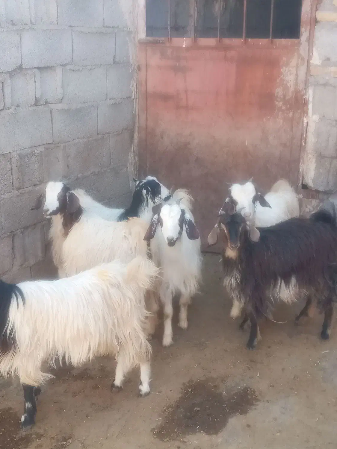 گوسفند و بزغاله|حیوانات مزرعه|خواجه, |دیوار