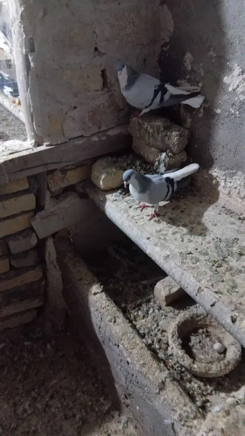 کبوتر|پرنده|اسفرورین, |دیوار