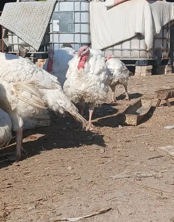 بوغلمون  بیوتی ۶ ک ۲۰۰|حیوانات مزرعه|گمیشان, |دیوار