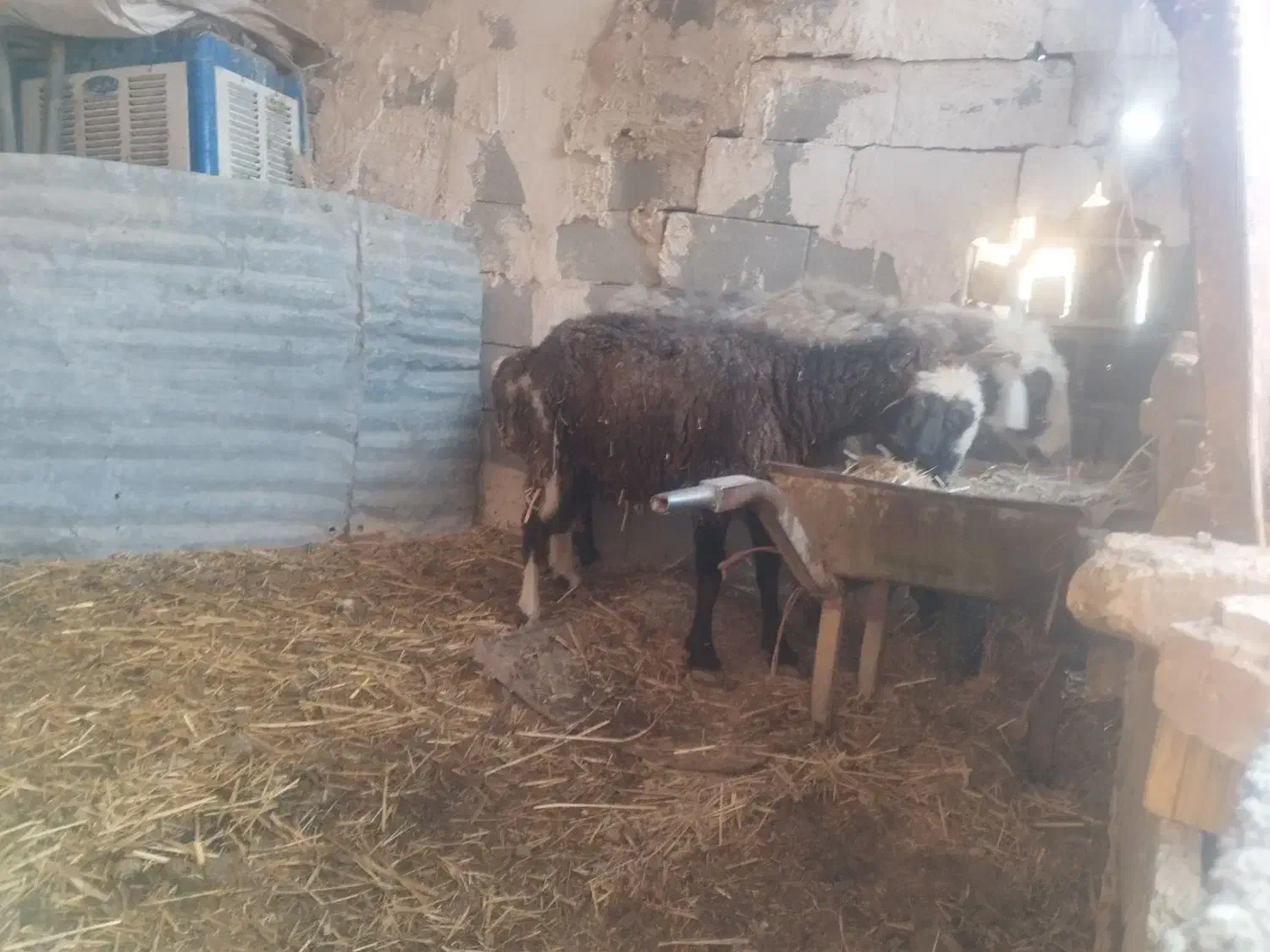 میش|حیوانات مزرعه|مرودشت, کناره|دیوار