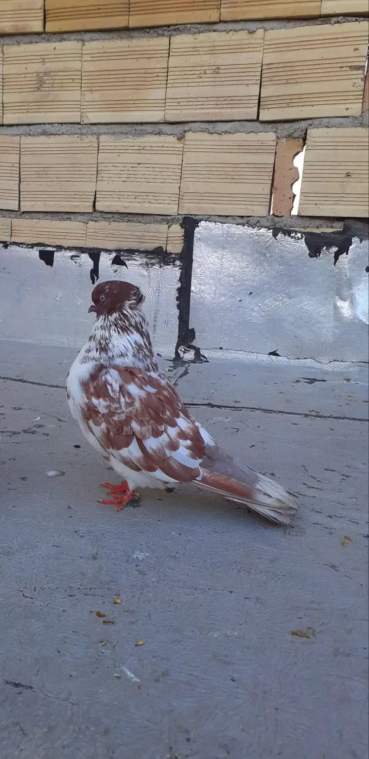 کبوتر تهرانی و لوتی|پرنده|باسمنج, |دیوار