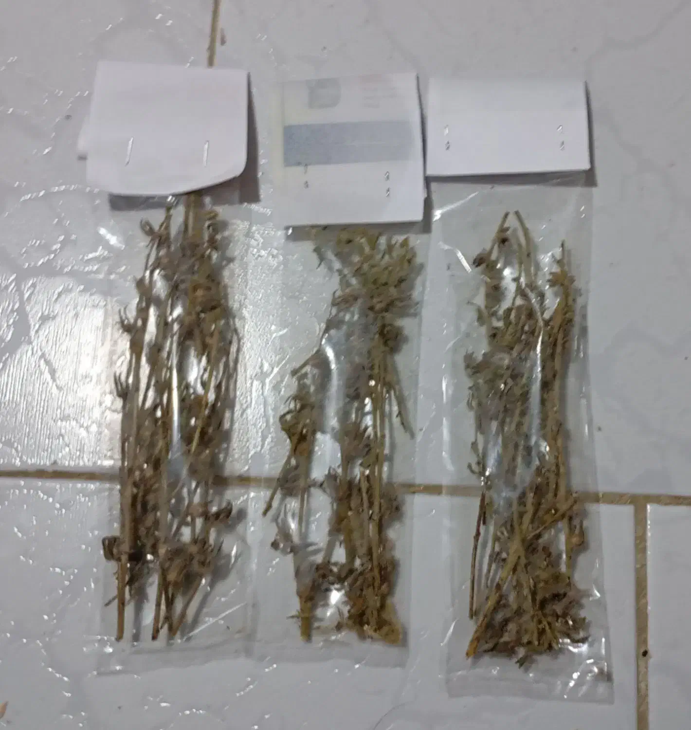 گل گاوزبان همیشه سبز هم بذرش وهم بوتش موجود|گل و گیاه طبیعی|گرگان, |دیوار