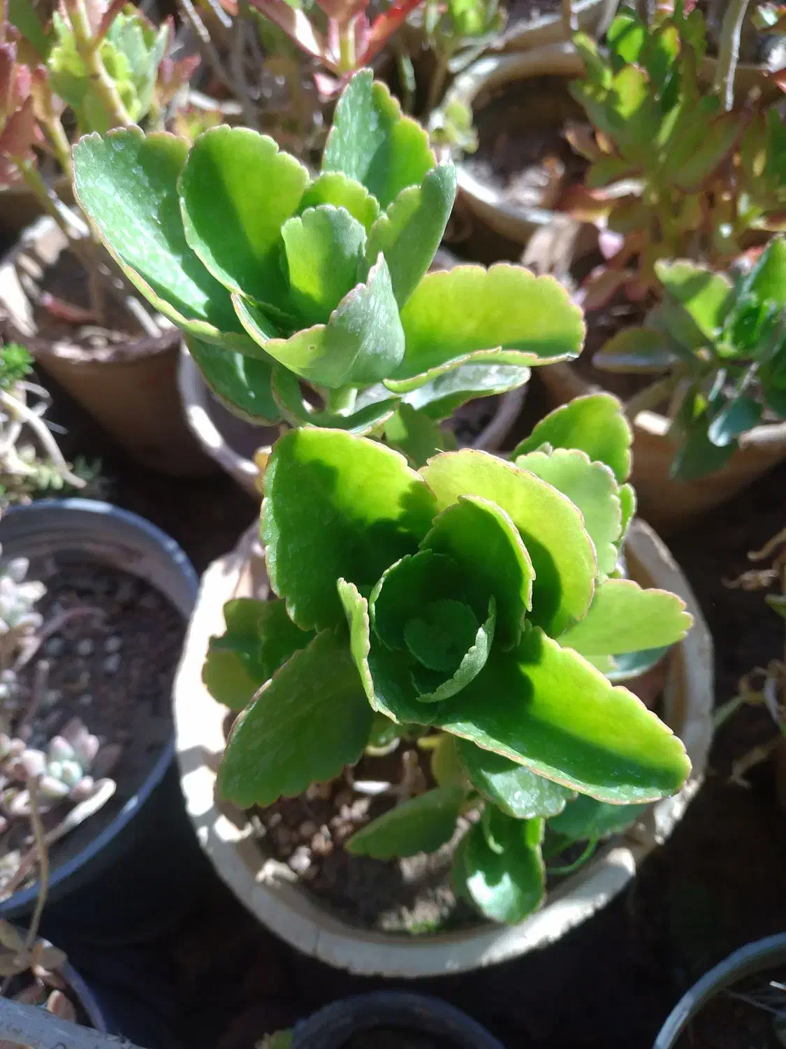 تعدادی گل بفروش میر سد|گل و گیاه طبیعی|صدرا-فارس, فاز ۱|دیوار