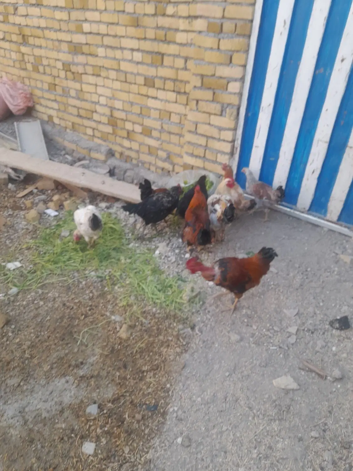 5 خروس|حیوانات مزرعه|بروجرد, |دیوار