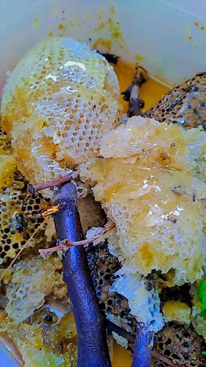 عسل طبیعی|خوردنی و آشامیدنی|اهواز, دغاغله|دیوار