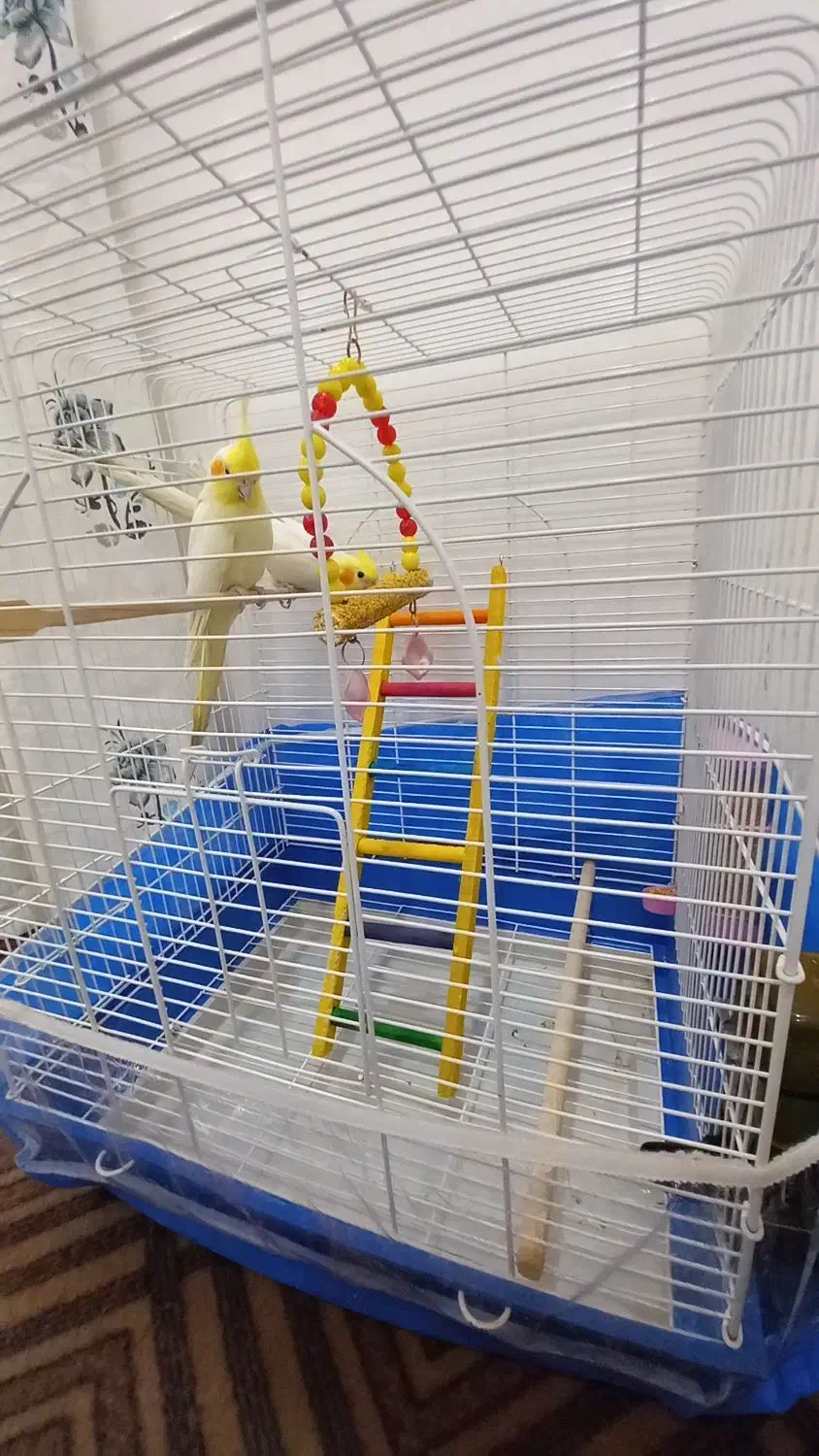 عروس هلندی|پرنده|بناب, |دیوار